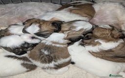 Shih Tzu dogs for sale: Shih Tzu puppies  - Image 1