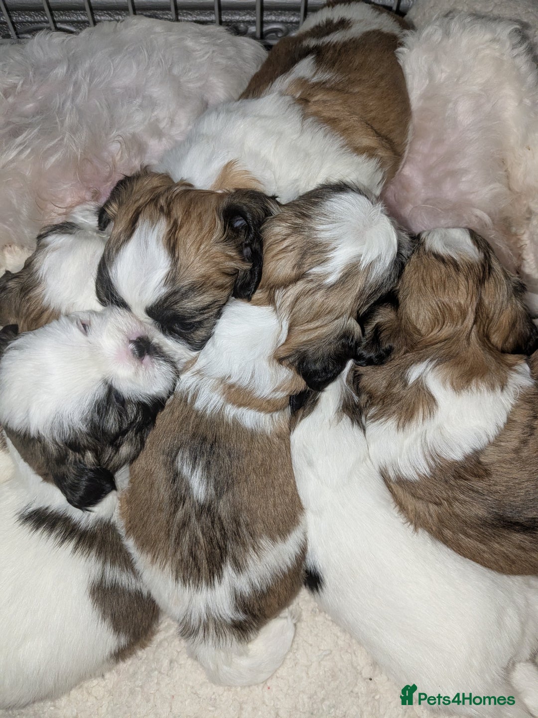 Shih Tzu dogs for sale: Shih Tzu puppies  - Image 1