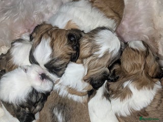 Shih Tzu dogs - Advert 15