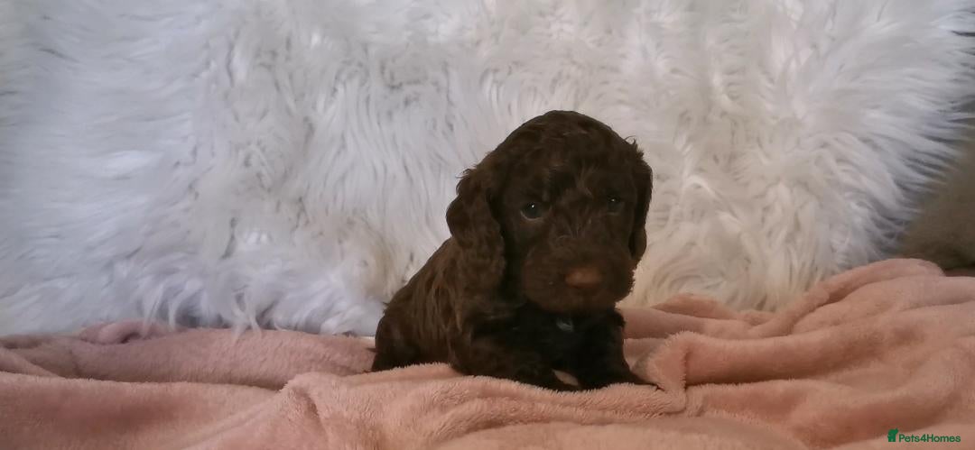 Cockapoo dogs for sale: Cockapoo puppies. - Advert 18