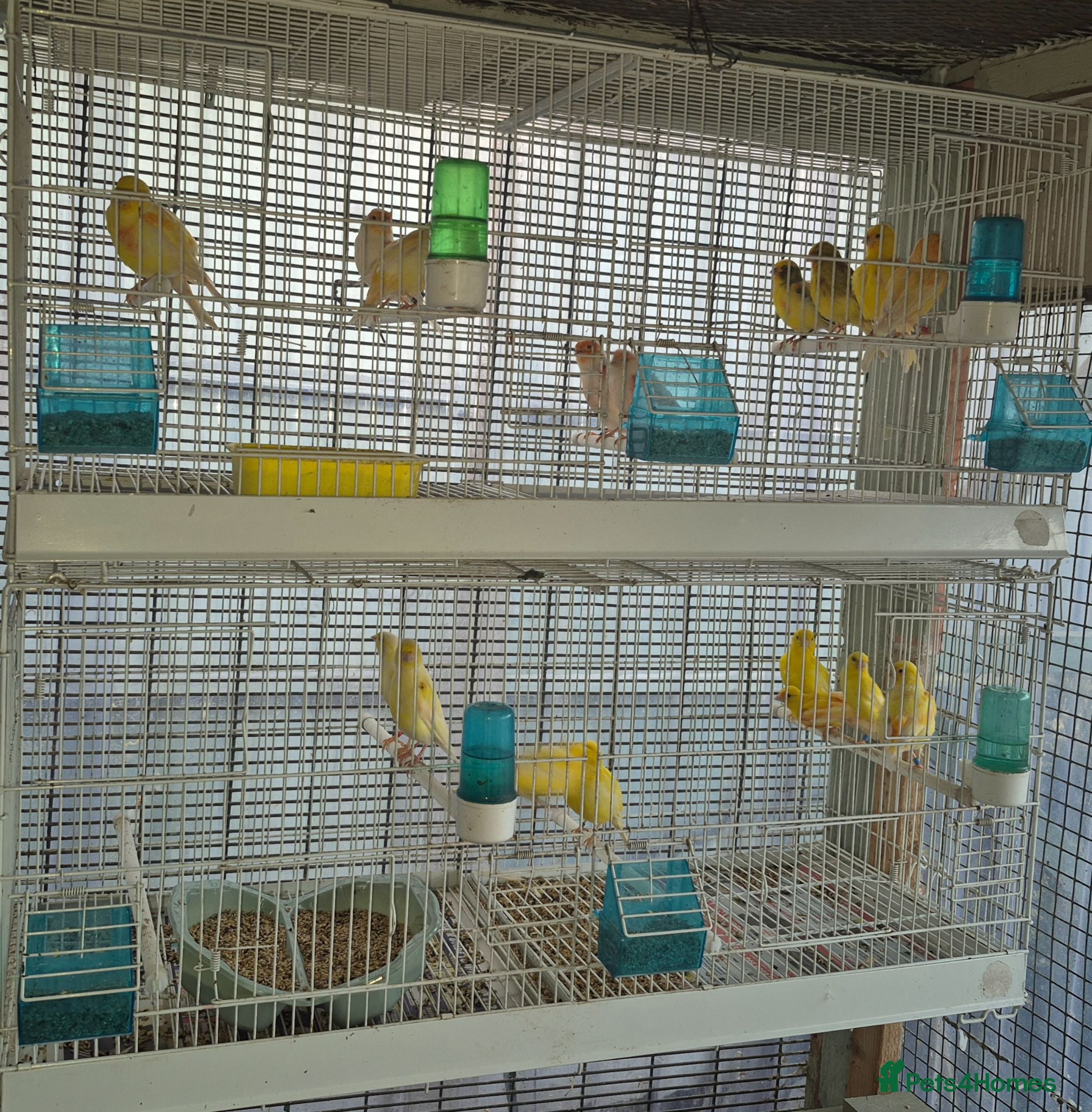 Canaries birds Mixed canaries - Advert 5