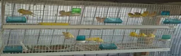 Canaries birds for sale: Mixed canaries in Northwich - Advert 1