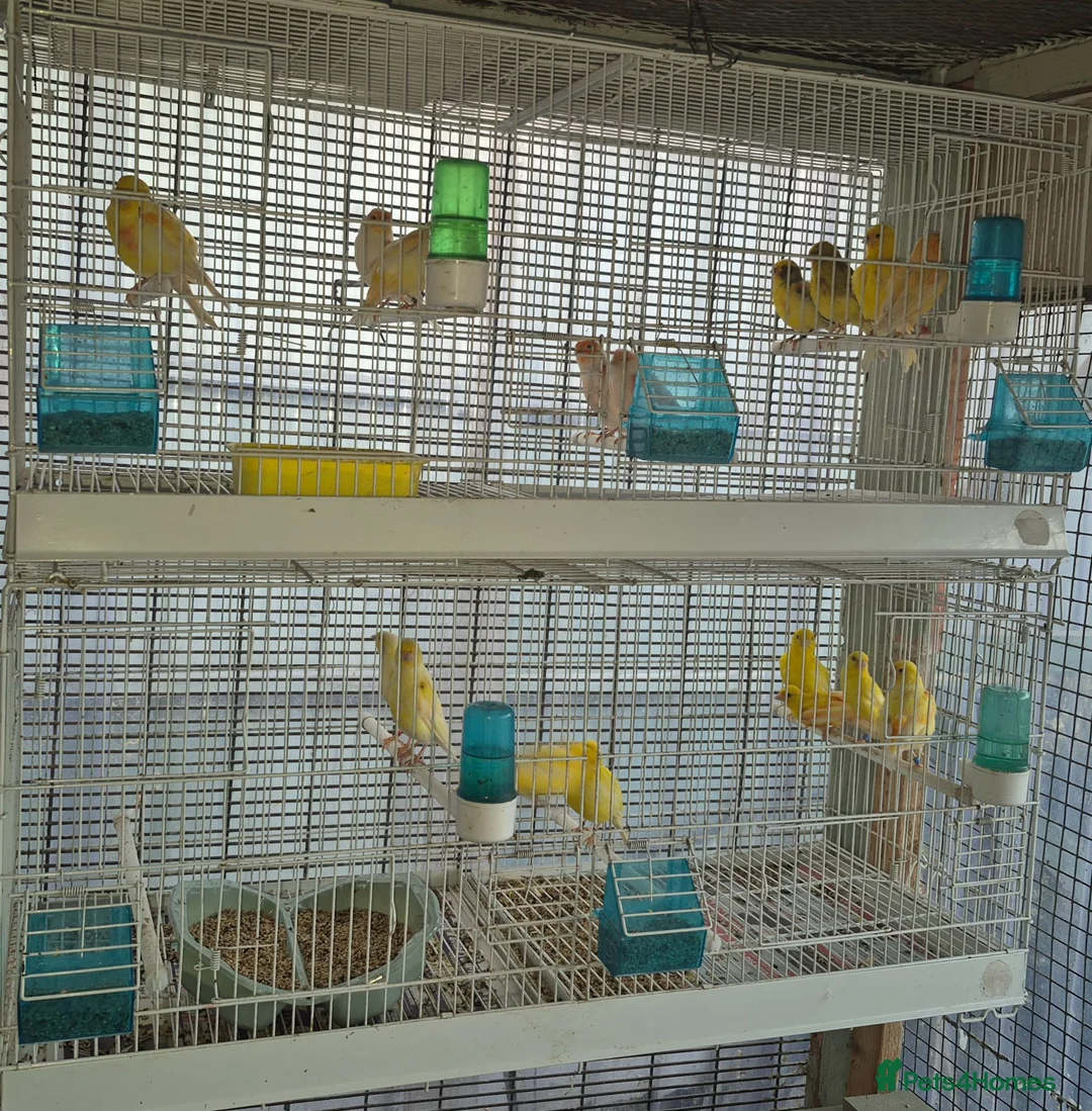 Canaries birds for sale: Mixed canaries in Northwich - Advert 1