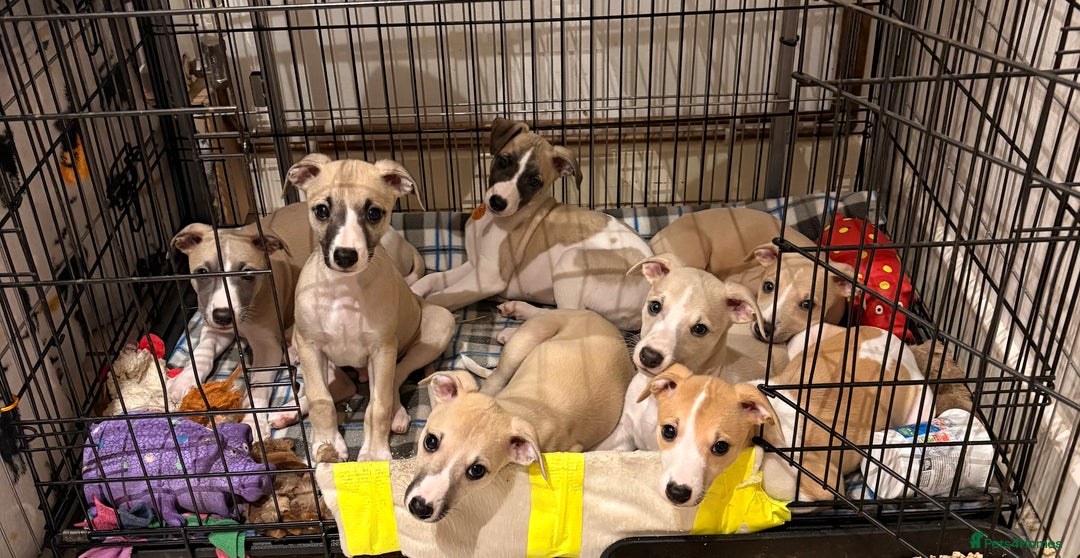 Whippet dogs for sale: Whippet puppies - Advert 1