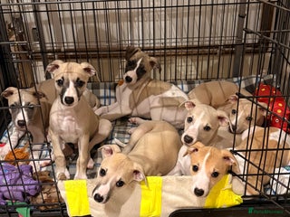 Whippet dogs Whippet puppies - Advert 1