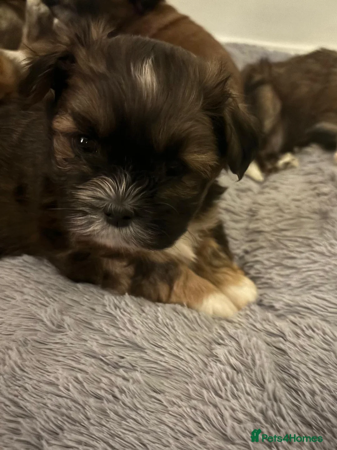 Lhasa Apso dogs for stud: Gorgeous proven pedigree Lhasa Apso for stud in Pontefract - Advert 23