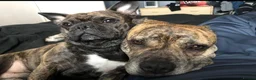 Mixed Breed dogs for sale: Staffy X Frenchie Cross 11 Weeks Old - Advert 9