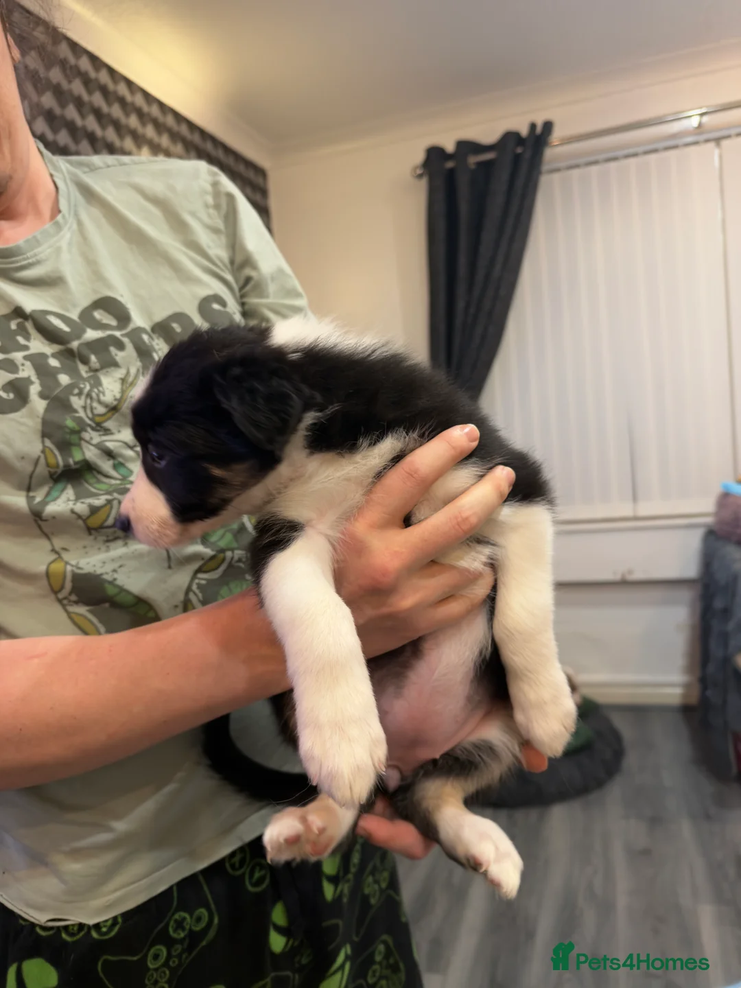 Mixed Breed dogs for sale: Stunning Border Collie Cross Puppies Family Raised - Advert 31