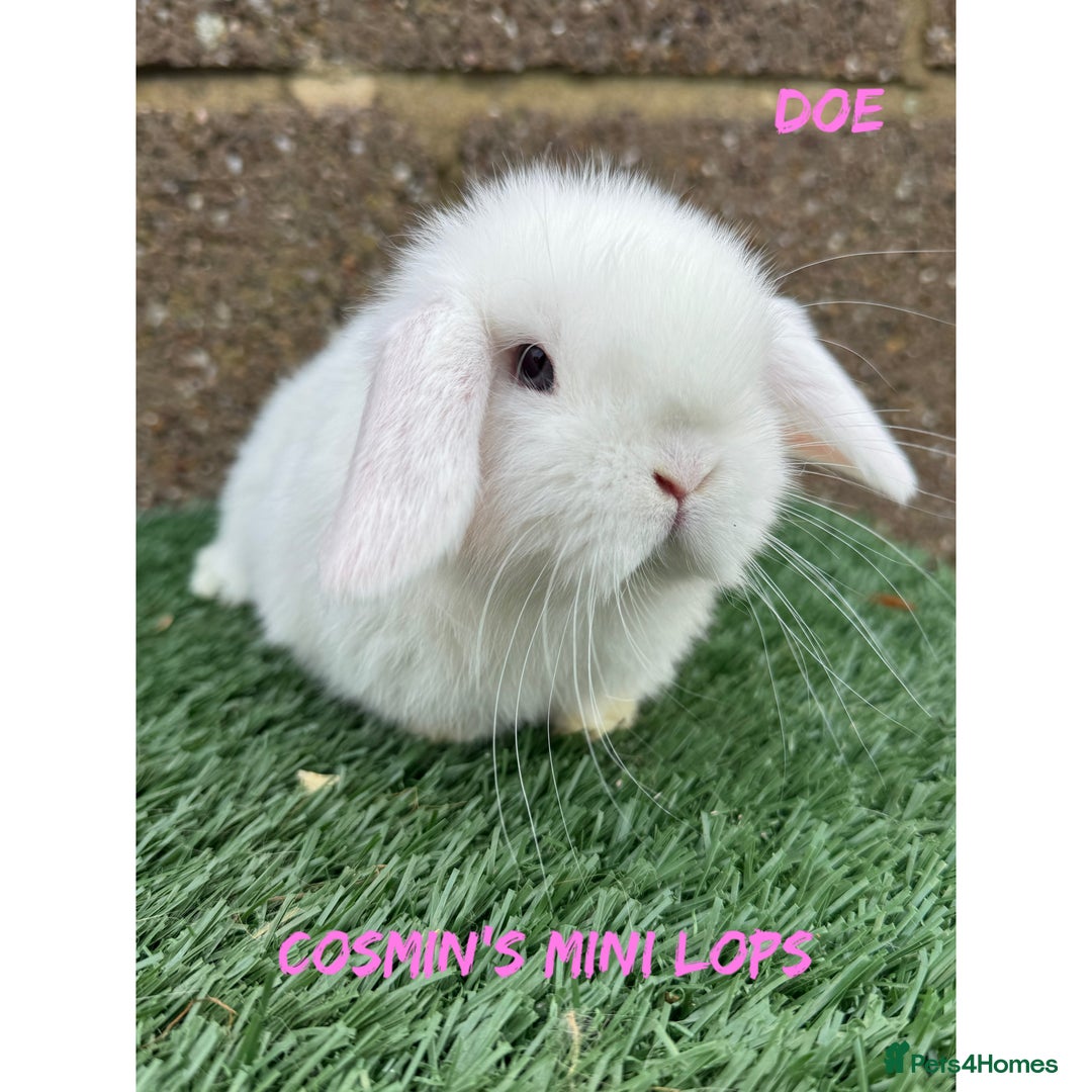 Mini Lop rabbits for sale: Pure breed mini lops  - Advert 5