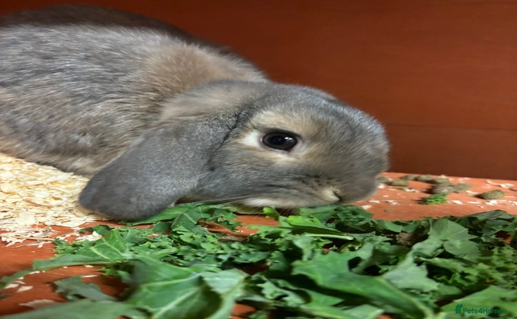 Mini Lop rabbits Stunning mini lop rabbit - Advert 12