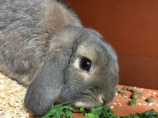 Mini Lop rabbits Stunning mini lop rabbit - Advert 17