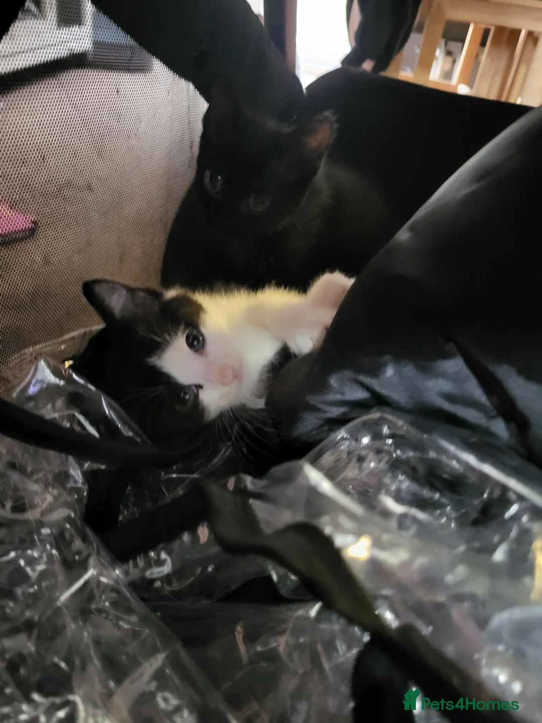 Mixed Breed cats for sale: Kittens for sale  - Advert 2