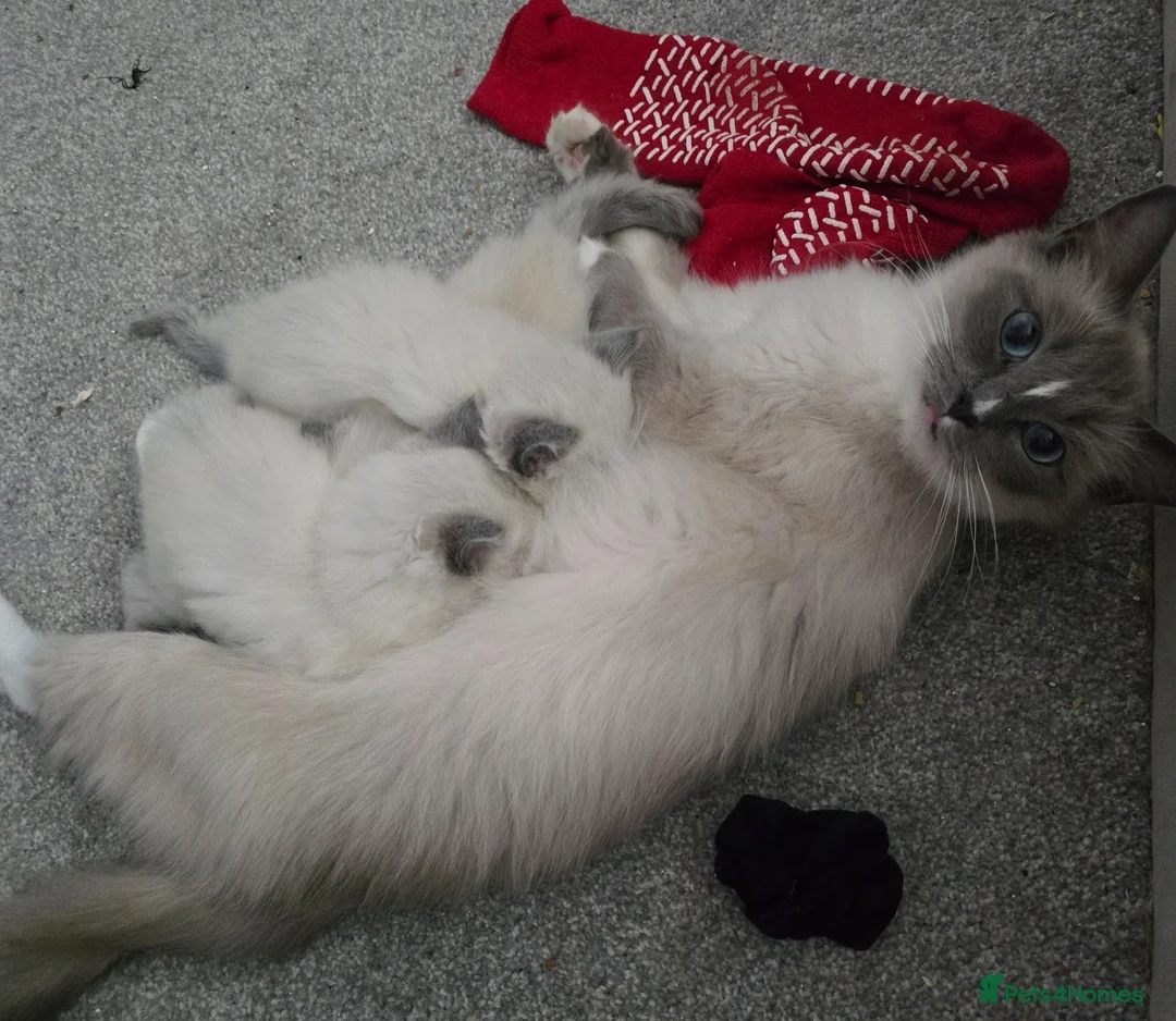 Ragdoll cats for sale: Ragdoll kittens for sale  - Advert 1