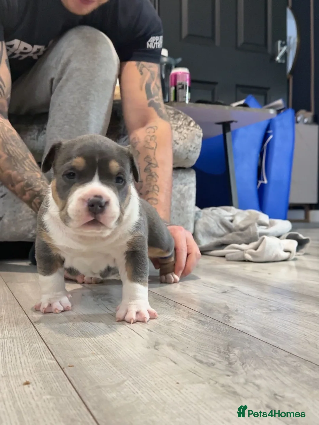 American Bully dogs for sale: 2 American pocket bully boys  - Advert 3