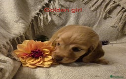 Cocker Spaniel dogs for sale: Exceptional KC Reg Working Cocker Spaniel Puppies - Image 15
