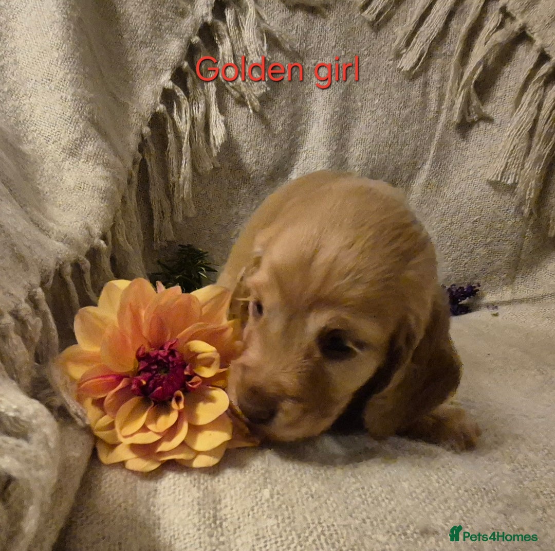 Cocker Spaniel dogs for sale: Exceptional KC Reg Working Cocker Spaniel Puppies - Image 15