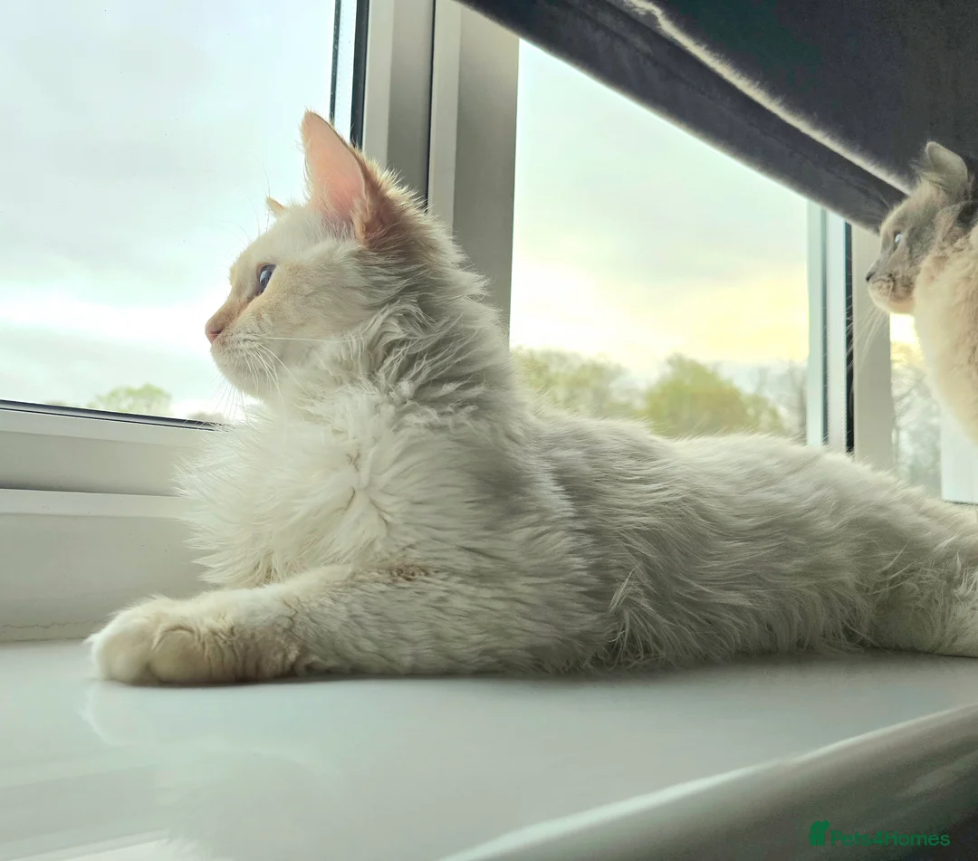 Ragdoll cats for stud: GCCF Champion line Ragdoll Stud - Advert 8