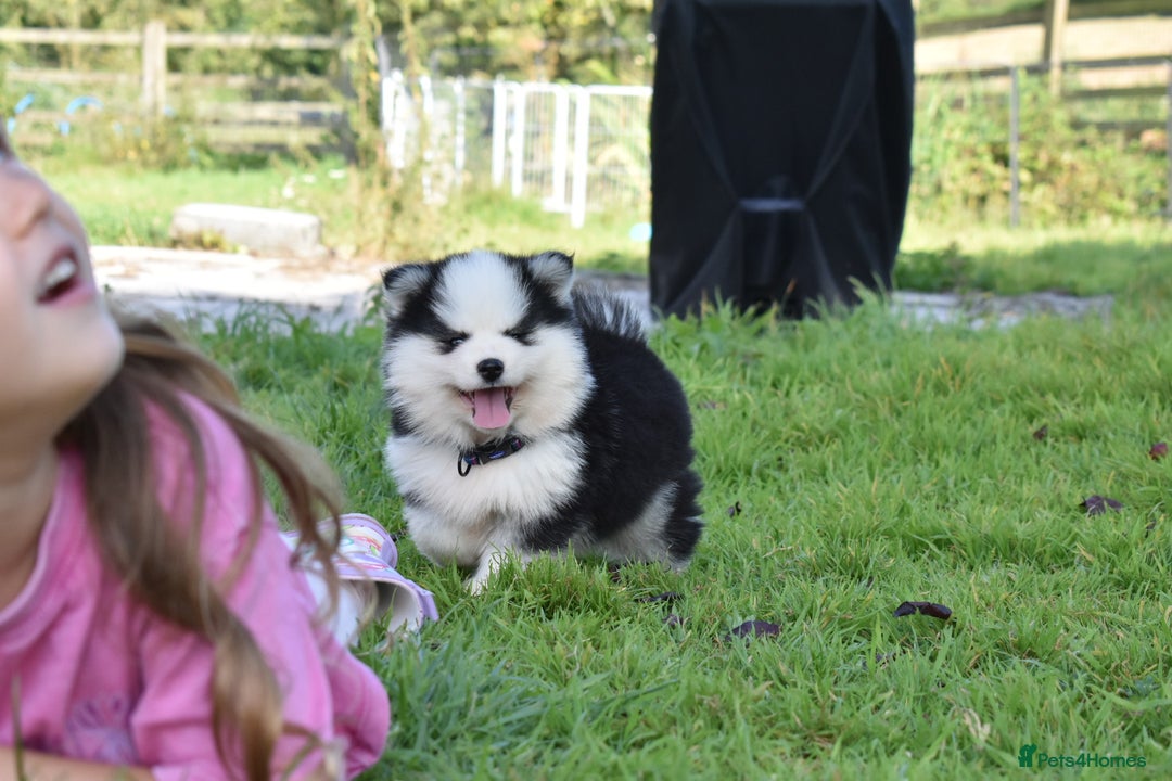 Pomsky dogs for sale: Genuine F4 Pomsky puppies (Health tested parents)  - Image 1