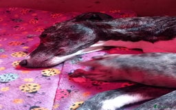 Whippet dogs for sale: Top Class Whippet Puppies bred from Champions - Image 33