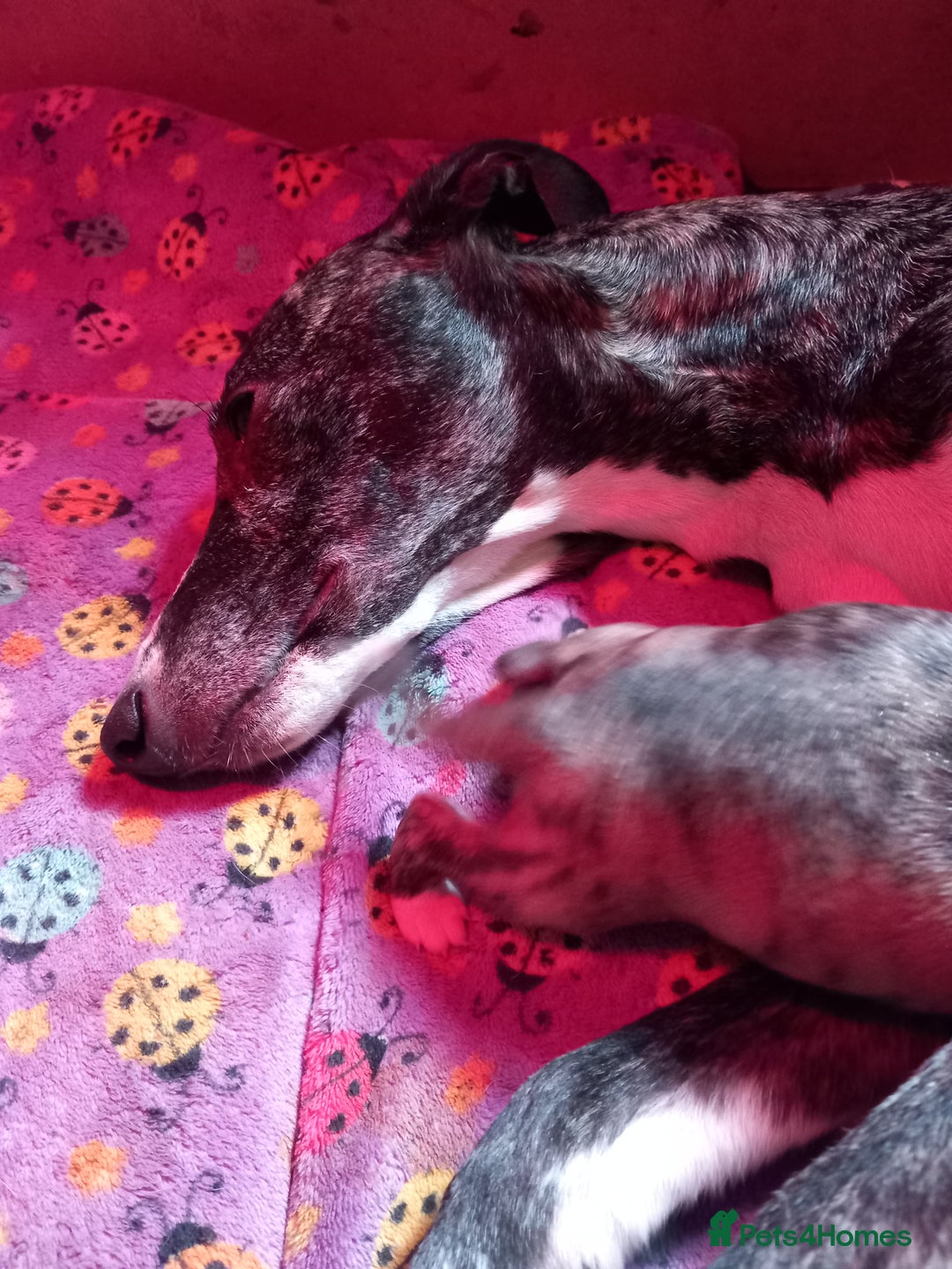 Whippet dogs for sale: Top Class Whippet Puppies bred from Champions - Image 33