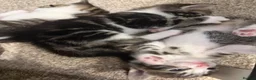 American Shorthair cats for sale: 4 Beautiful American Shorthair Kittens  - Advert 8