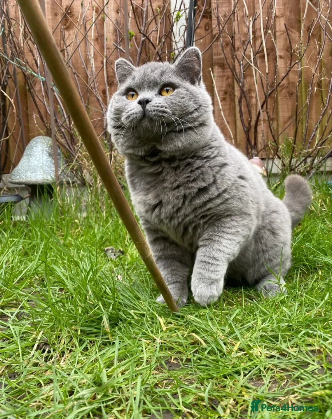 British Shorthair cats for sale: Stunning GCCF registered British shorthair boy!! - Advert 6