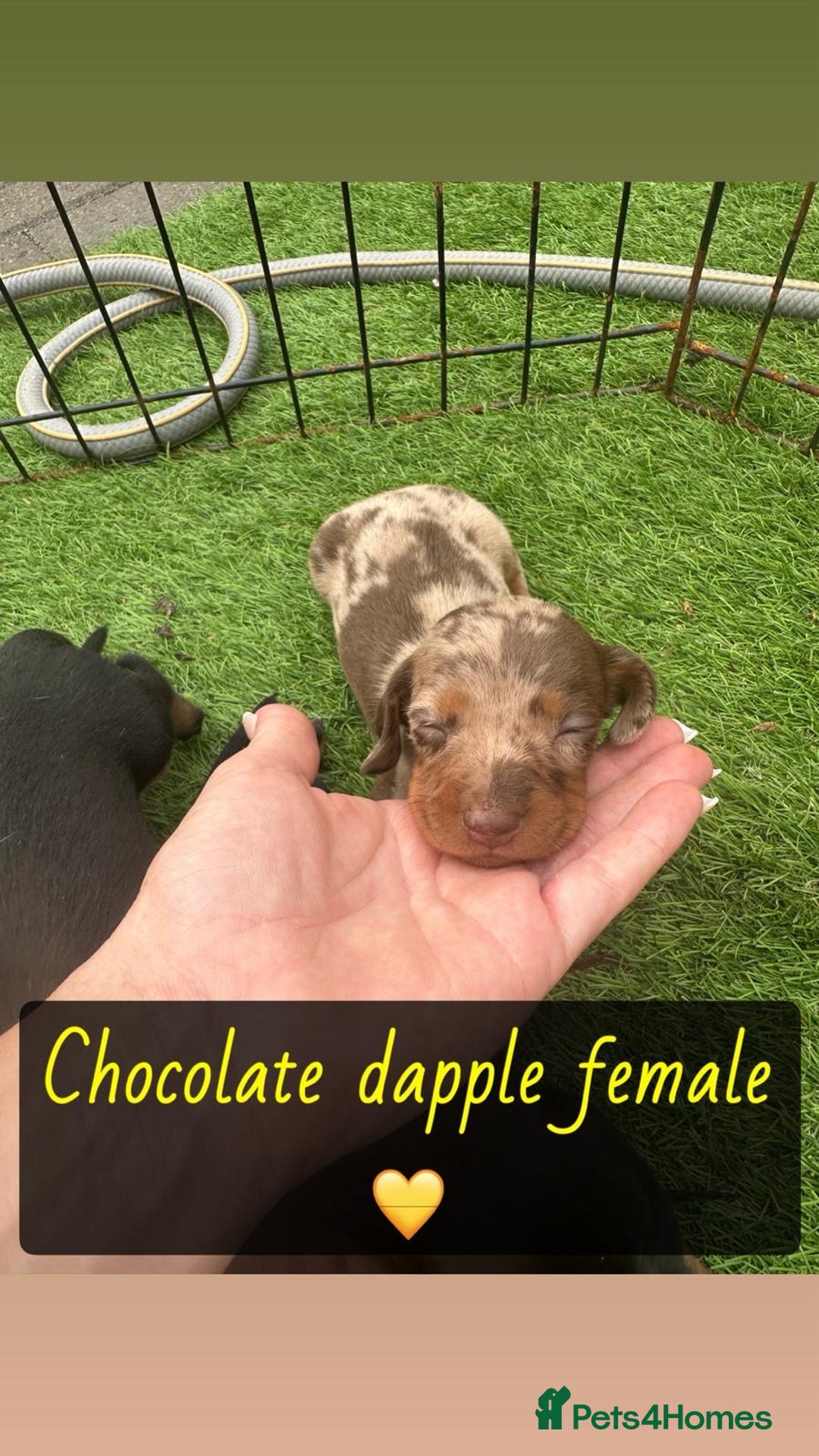 Miniature Dachshund dogs for sale: 🐾 Miniature Dachshund Puppies for Sale  🐾 - Image 6