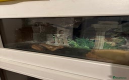 Boa Snake reptiles for sale: Boa Constrictor - Image 2