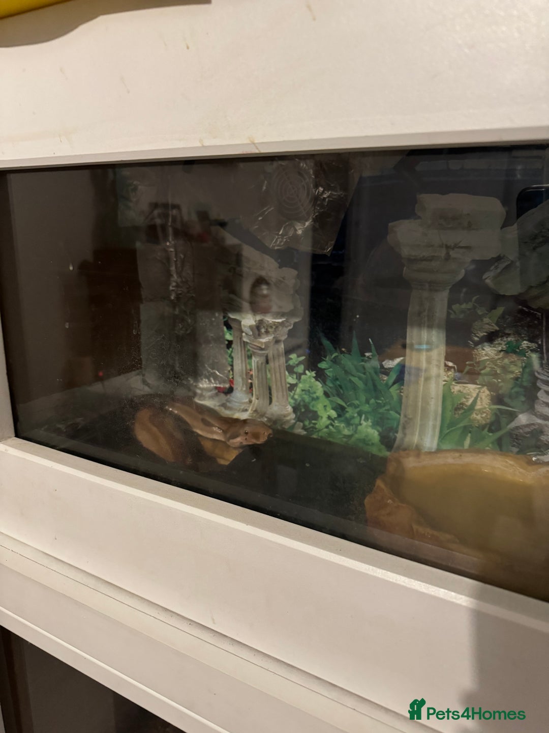 Boa Snake reptiles for sale: Boa Constrictor - Image 2