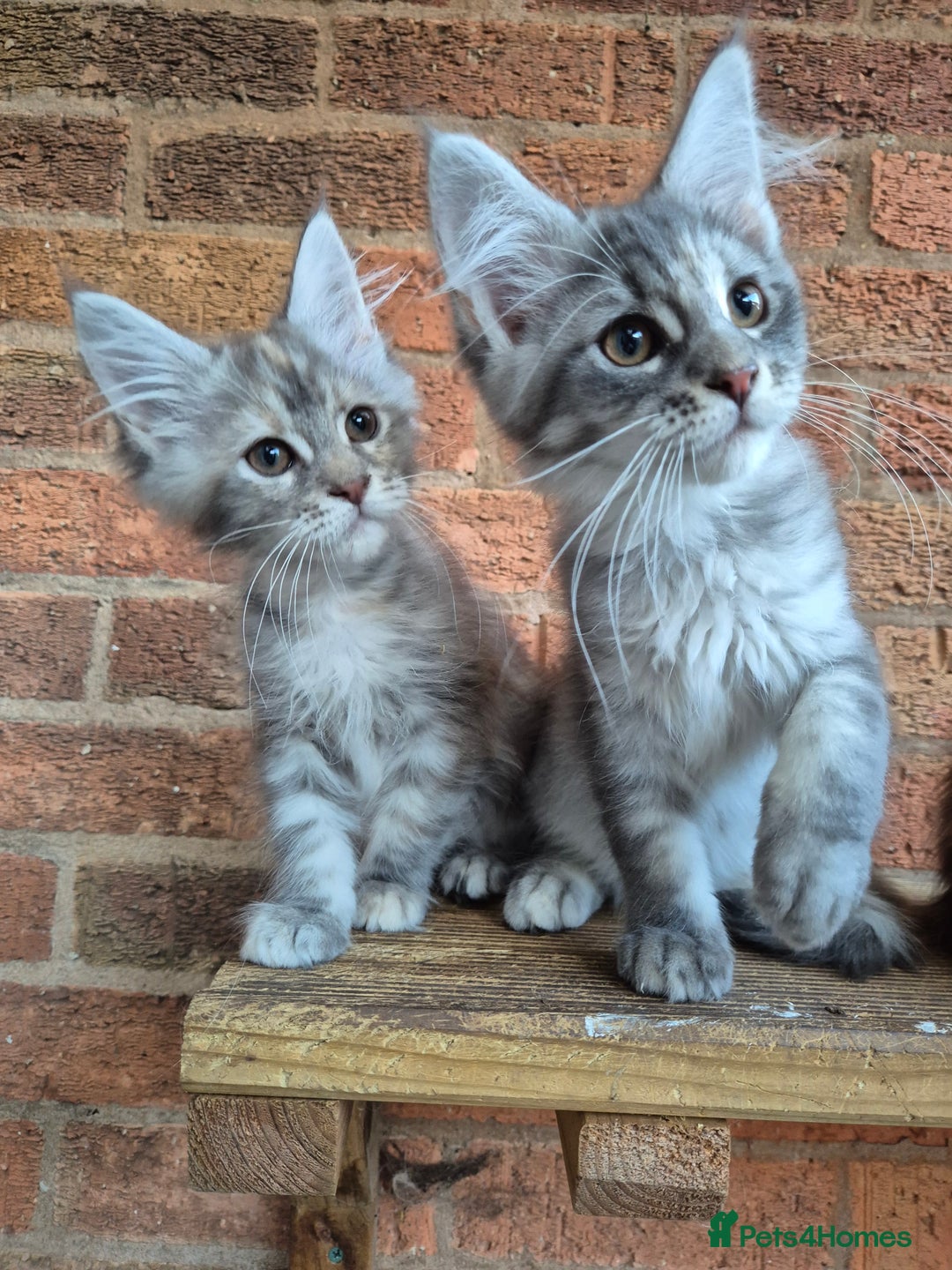 Maine Coon cats for sale: 2 Boys 3 girls Maine Coones kittens - Advert 6