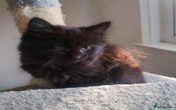 Mixed Breed cats for sale: Fluffy black kittens  - Image 10