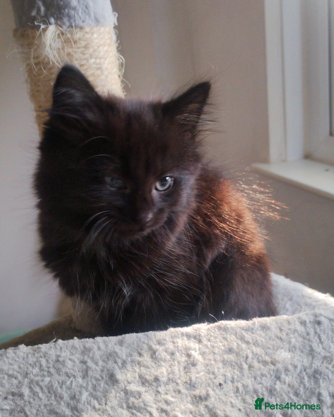 Mixed Breed cats for sale: Fluffy black kittens  - Image 10