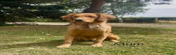 Golden Retriever dogs for sale: KC Reg Golden Retriever Puppies Health Tested  - Advert 3