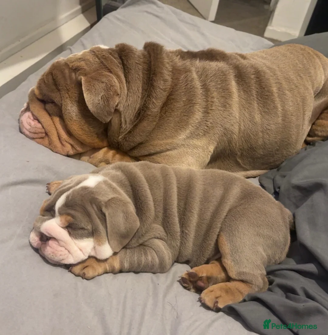 English Bulldog dogs for stud: !!STUD!!  - Advert 2