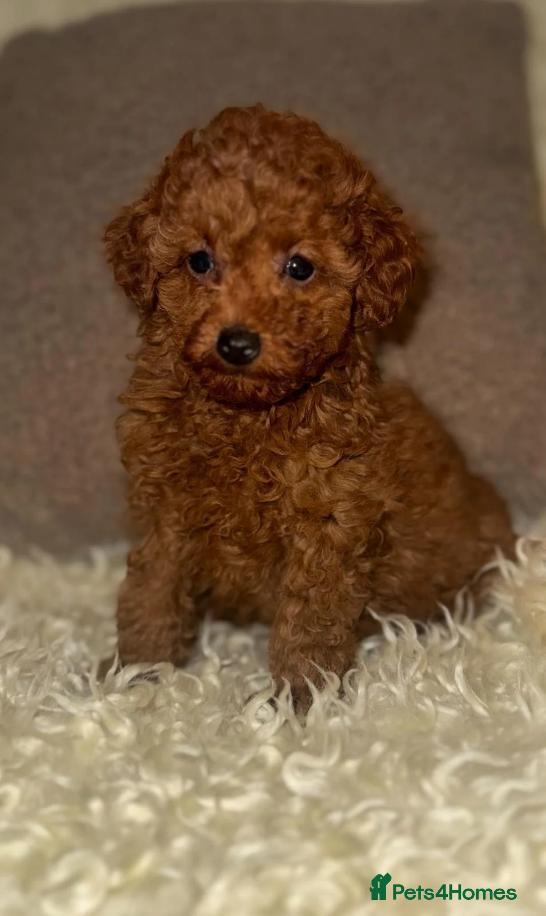 Toy Poodle dogs for sale: ❤️❤️Deep Red Petite KC Toy Poodles❤️❤️ - Advert 13