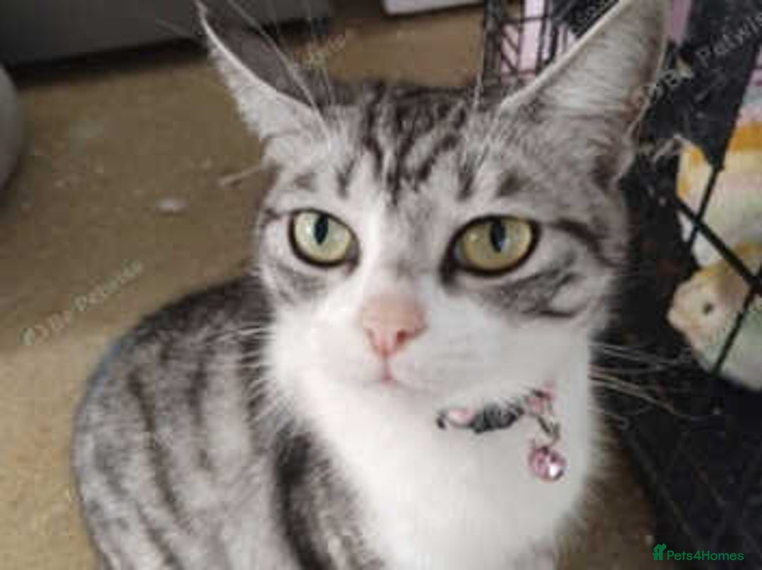 Mixed Breed cats for sale: 2 kittens  - Image 3