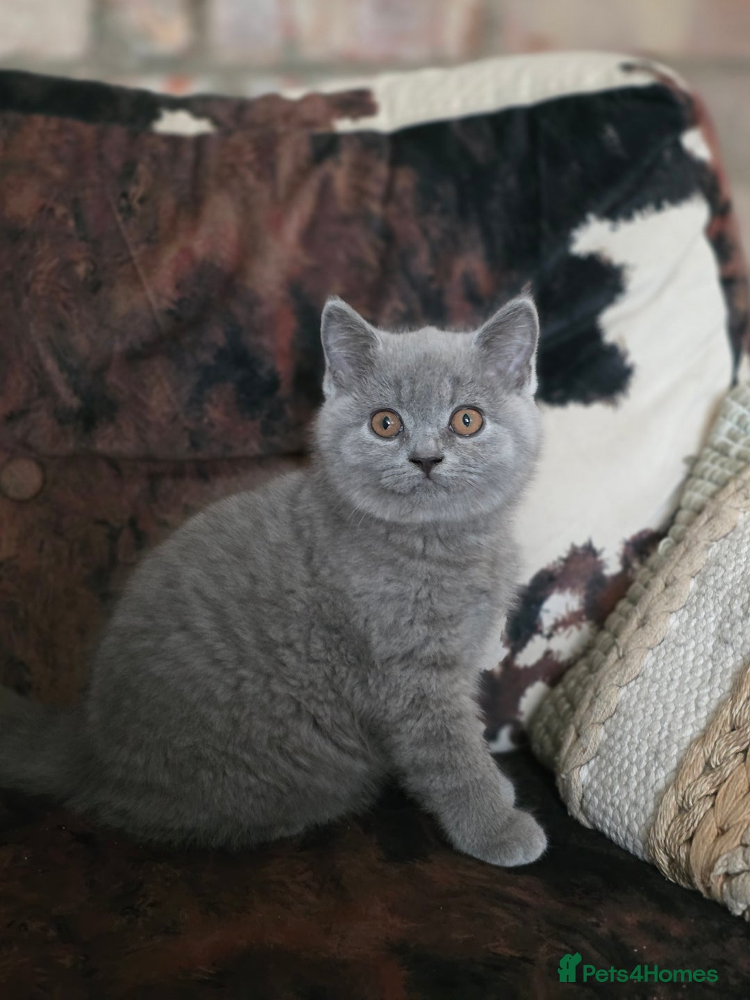 British Shorthair cats for sale: READY Pedigree British shorthair  - Image 2