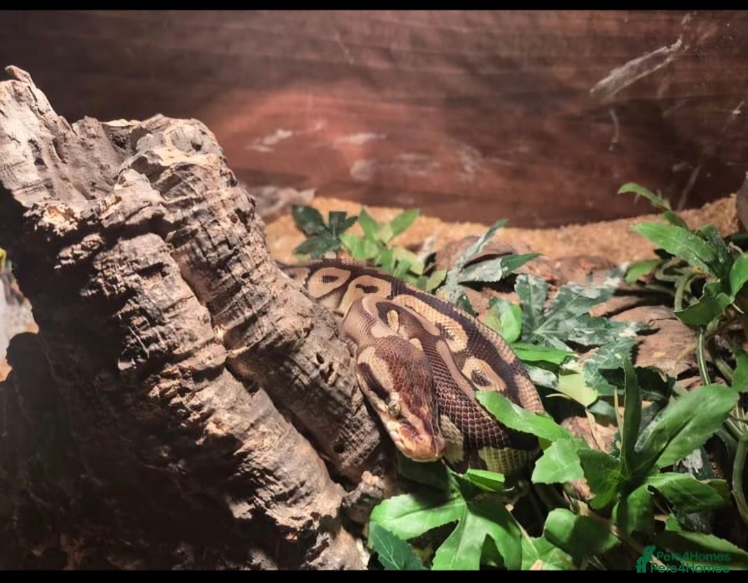 Python Snake reptiles for sale: Female royal python and full setup - Advert 2