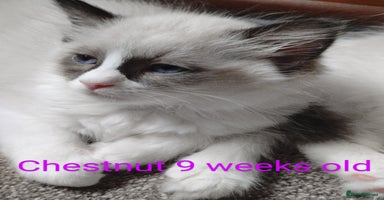 Ragdoll cats - Advert 10