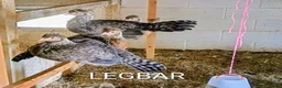 Mixed Breed poultry for sale: POINT OF LAY HENS  - Advert 4