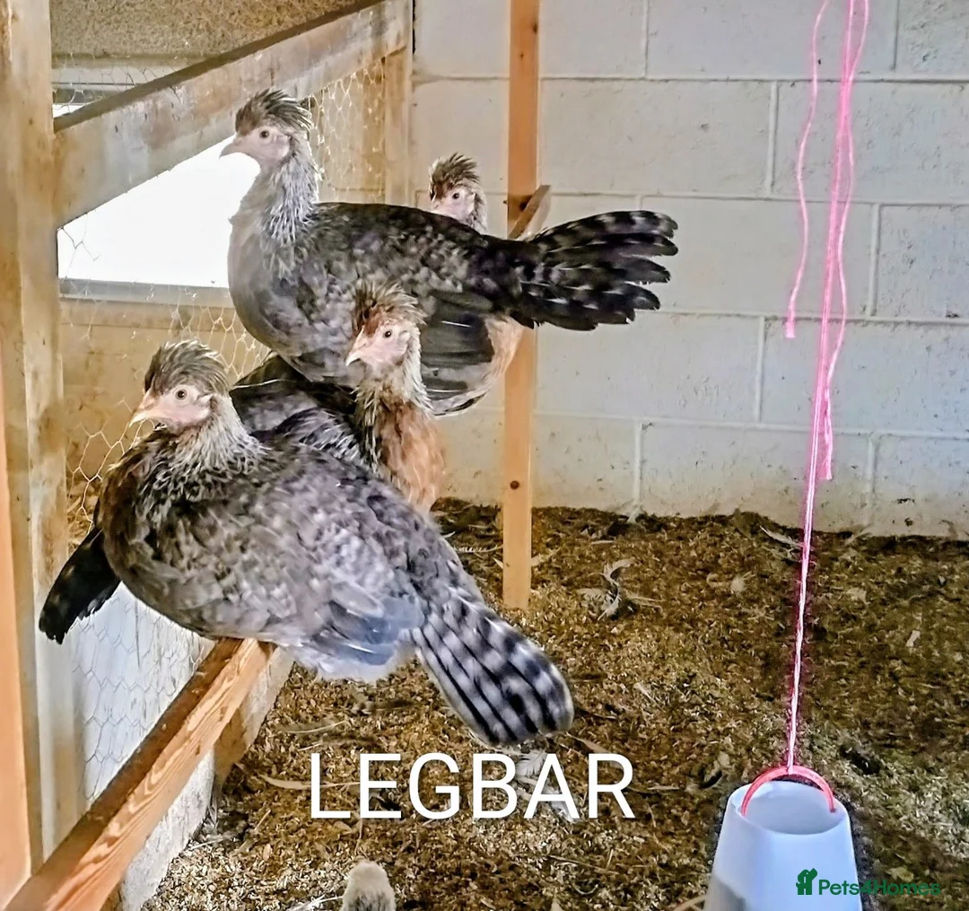 Mixed Breed poultry for sale: POINT OF LAY HENS  - Advert 4