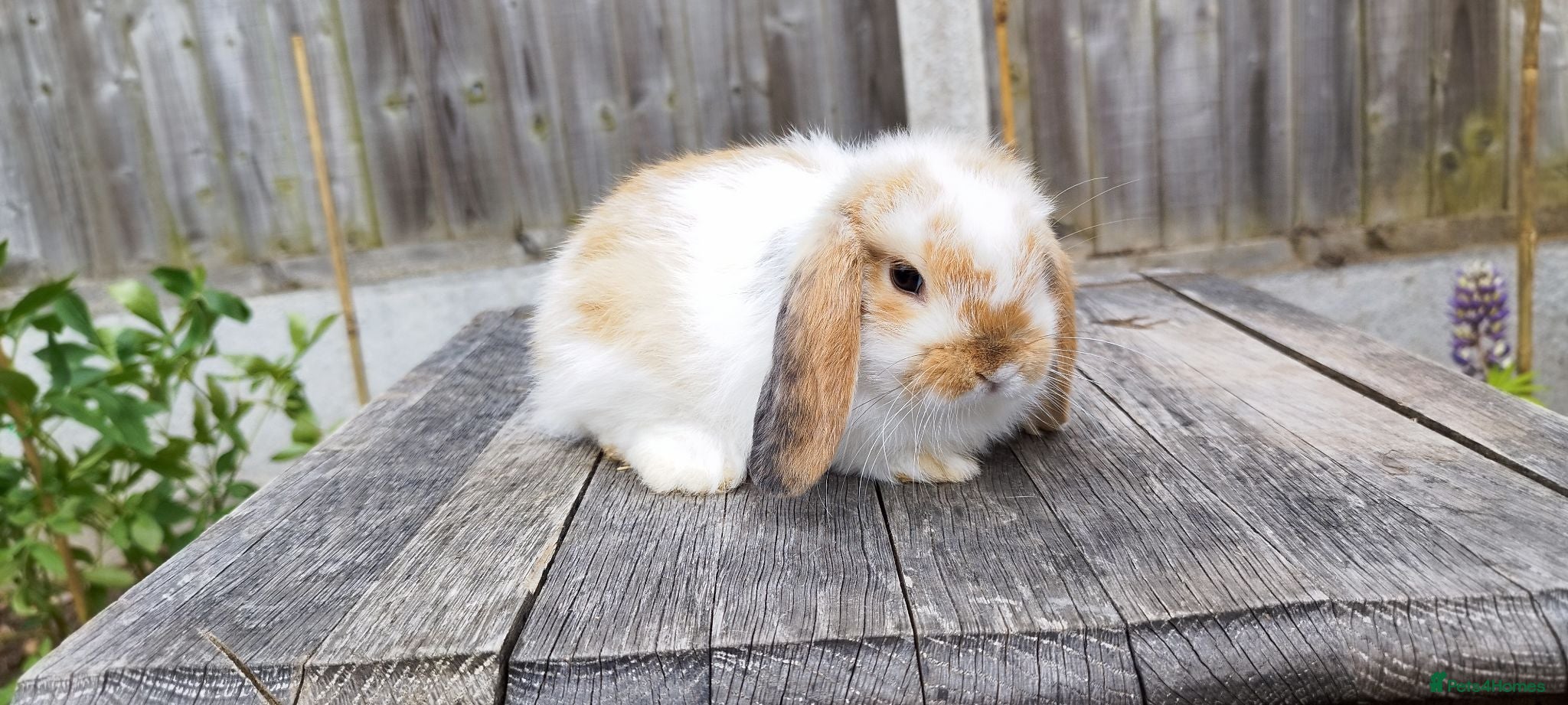 Mini Lop rabbits Mini Lop bunnies  - Advert 6