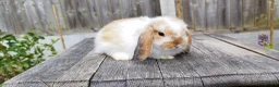 Mini Lop rabbits for sale: Mini Lop bunnies Pure Breed  - Advert 11