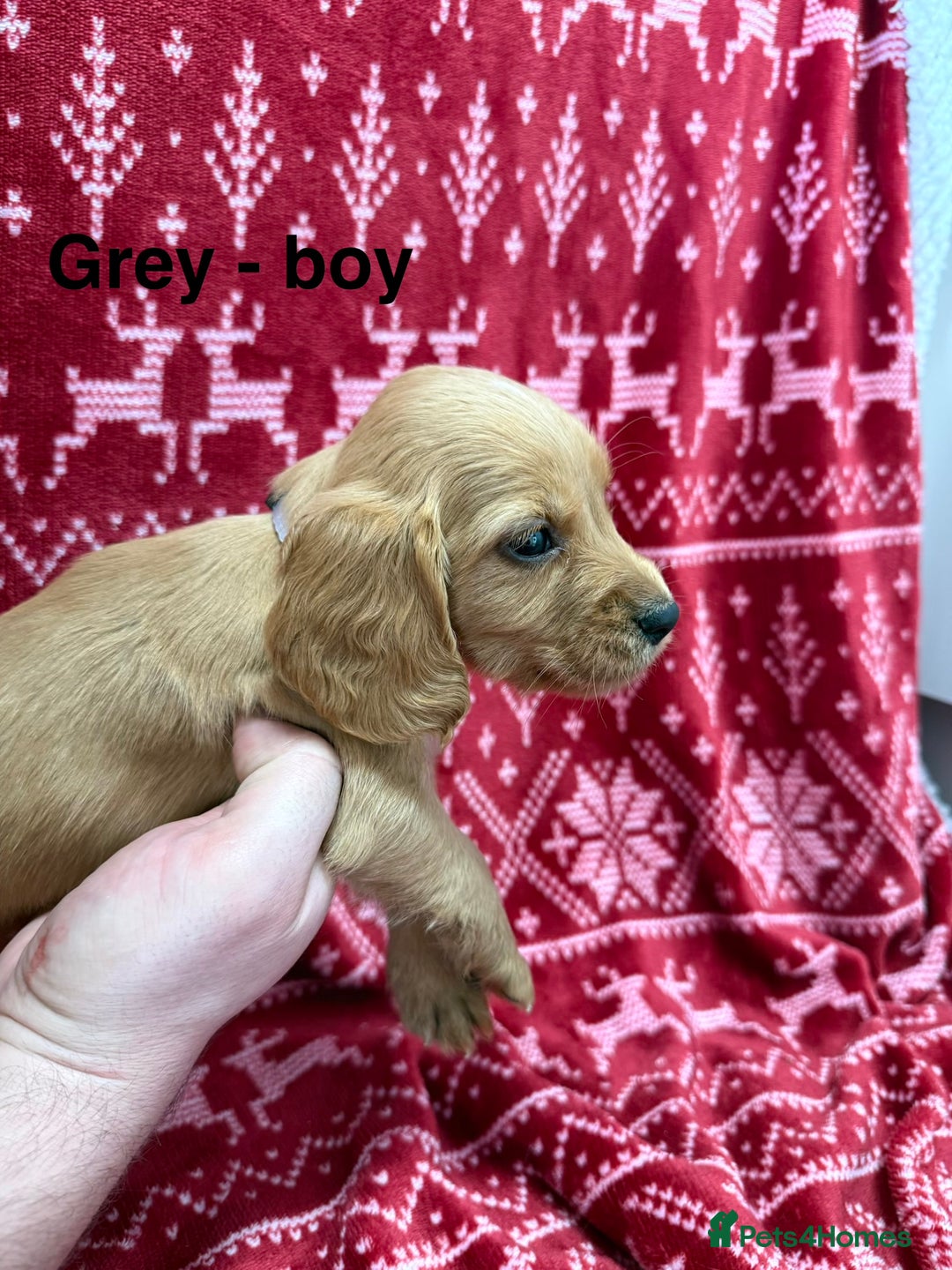 Cocker Spaniel dogs for sale: cocker spaniel puppies  - Advert 10
