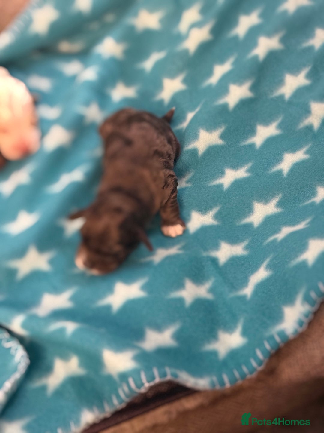 Cockapoo dogs for sale: 4 males and 1 female  - Advert 8