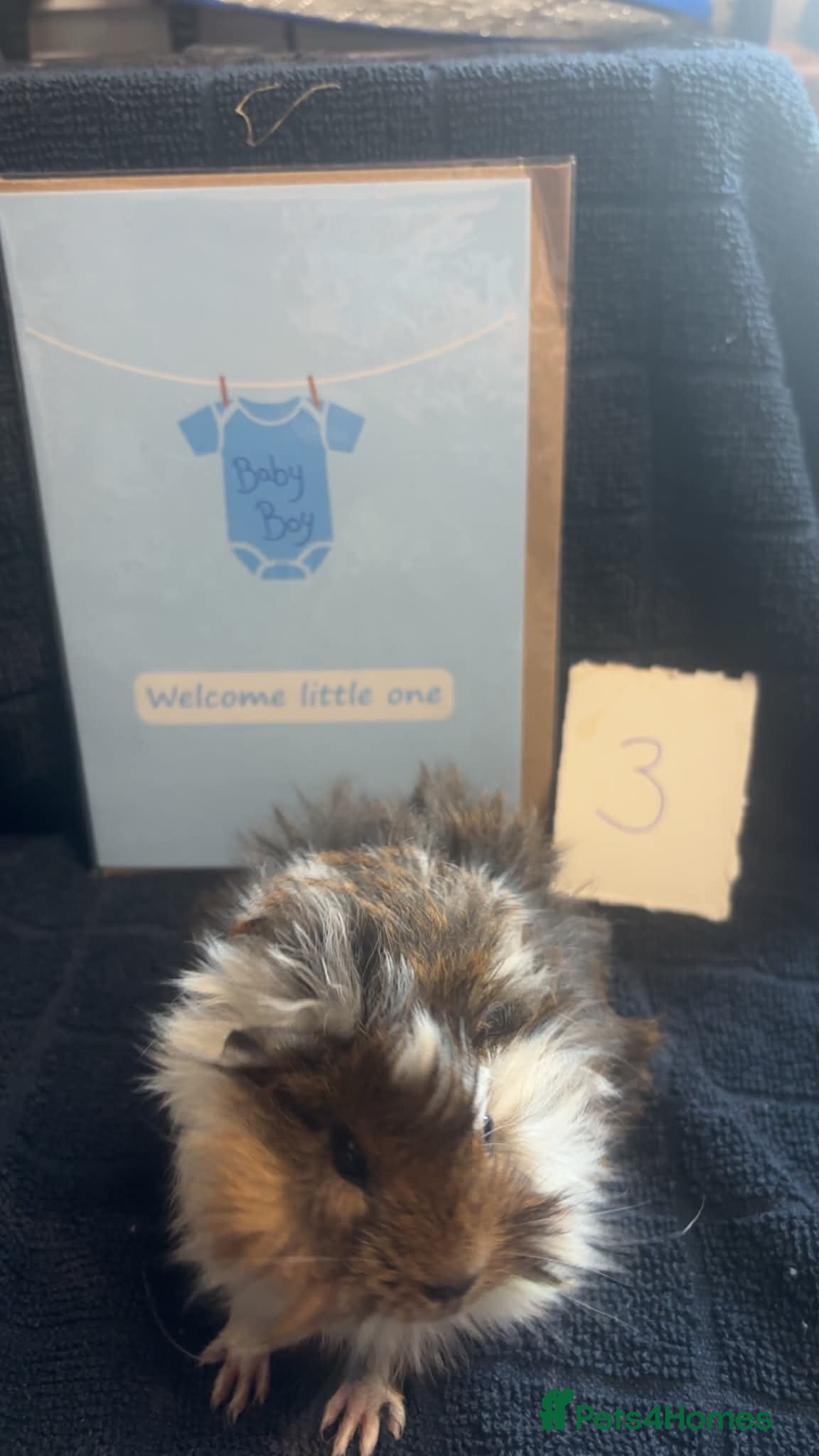 Guinea Pig rodents Handsome beautiful boys ready  - Advert 2