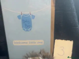 Guinea Pig rodents Handsome beautiful boys ready - Advert 2