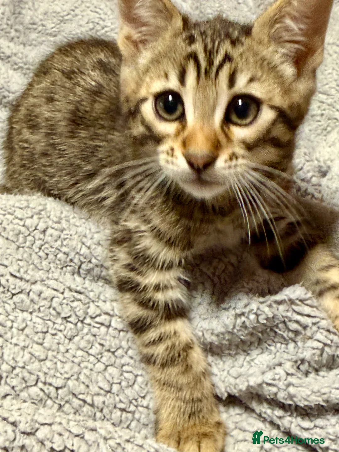 Mixed Breed cats for sale: Bengal x Maine coon kittens - Advert 2
