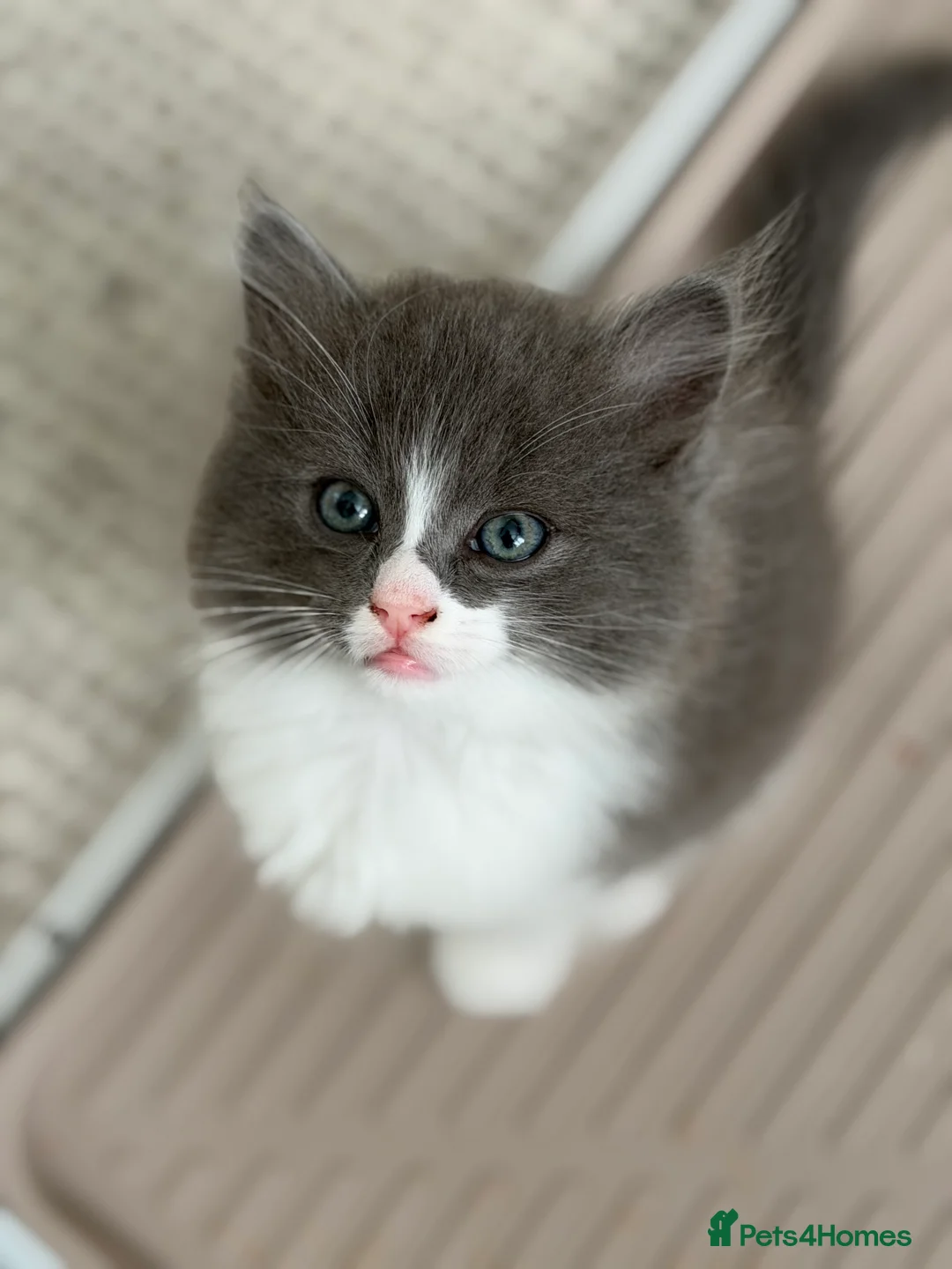 Turkish Angora cats for sale: 2 Boys mix Maincoone, Turkish angora, Persian mix in Faringdon - Advert 2