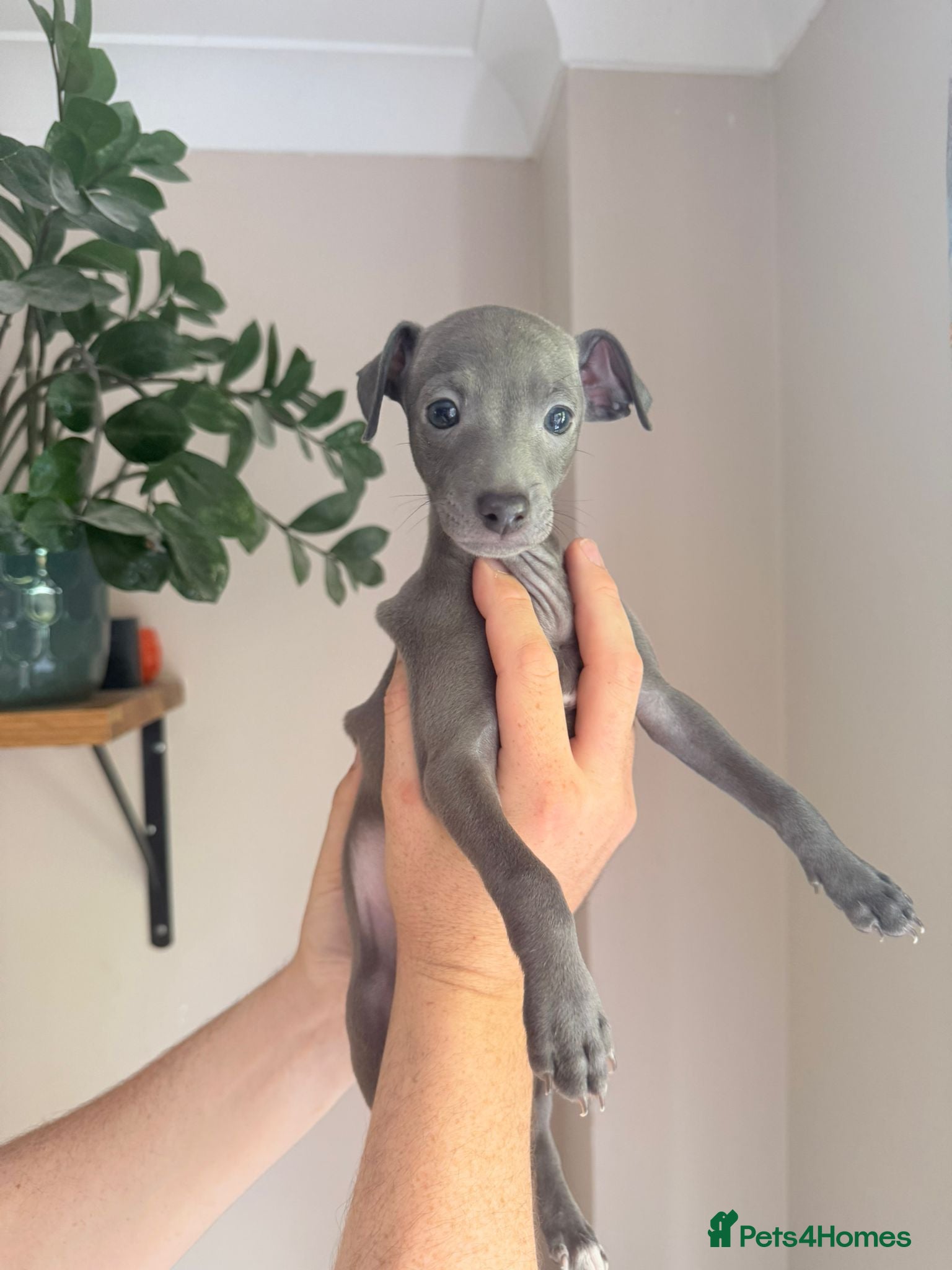 Italian Greyhound dogs Last 2 Stunning KC Italian Greyhound Puppies  - Advert 9